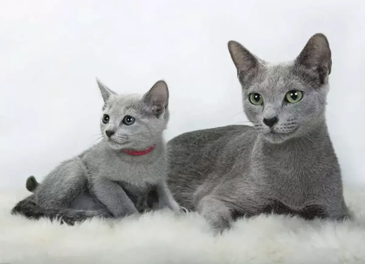 un chat et un chaton gris