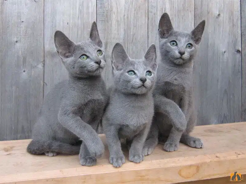 chats gris