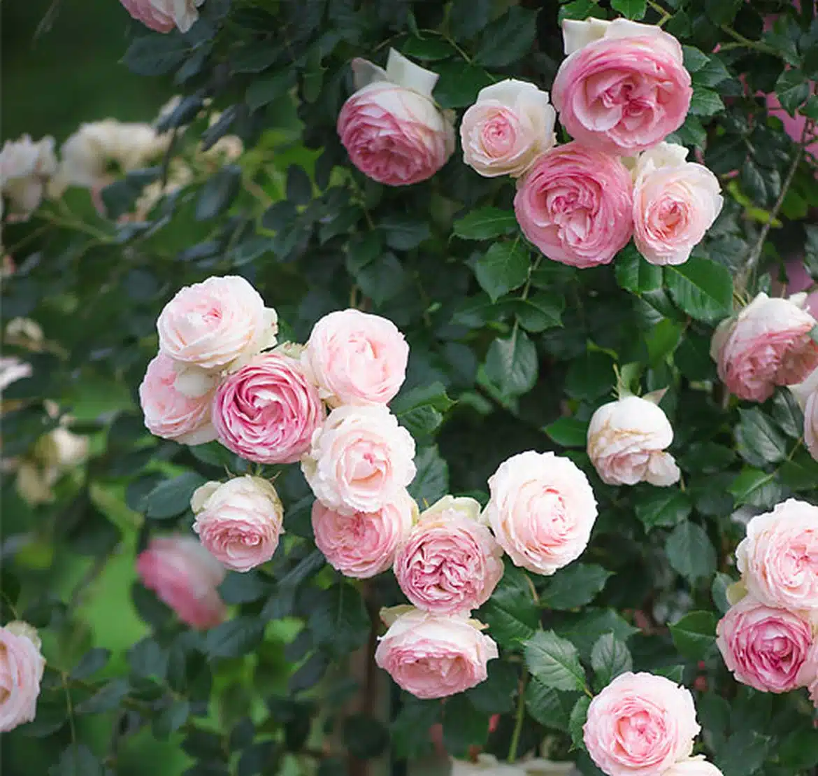 Entretenir et tailler vos rosiers en pot conseils pratiques pour favoriser la floraison et la santé de vos plantes