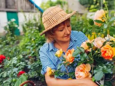 Entretenir et tailler vos rosiers en pot : conseils pratiques pour favoriser la floraison et la santé de vos plantes