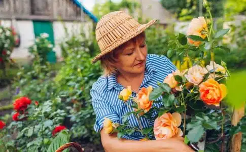 Entretenir et tailler vos rosiers en pot : conseils pratiques pour favoriser la floraison et la santé de vos plantes