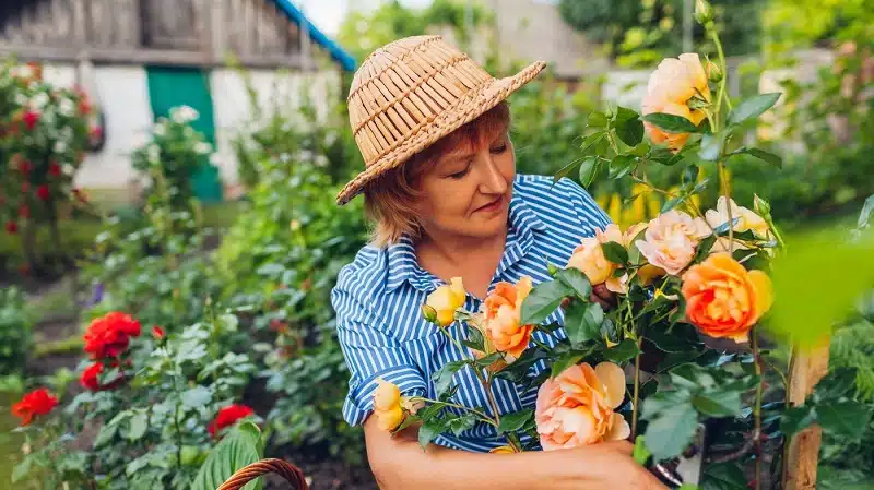 Entretenir et tailler vos rosiers en pot : conseils pratiques pour favoriser la floraison et la santé de vos plantes