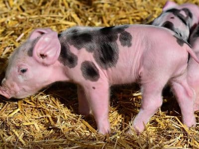 Acheter du matériel de qualité pour l'élevage porcin