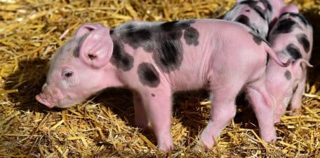 Acheter du matériel de qualité pour l'élevage porcin