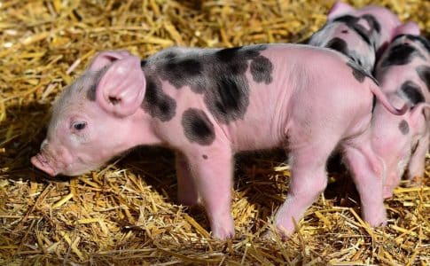 Acheter du matériel de qualité pour l'élevage porcin