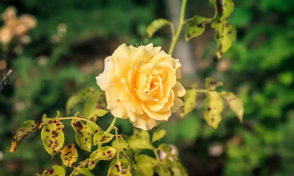 variétés de Roses Jaunes