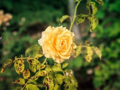 variétés de Roses Jaunes