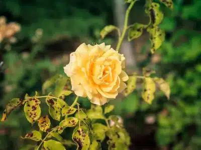 variétés de Roses Jaunes