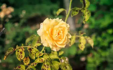 variétés de Roses Jaunes