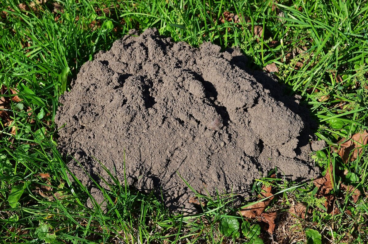 trou de taupe